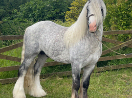 Bear 6 year old Cob Stallion