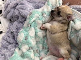 Gorgeous Boy Chihuahua Puppy &ndash; Single Pup Litter (Strong & Healthy!)