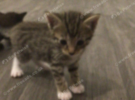 Male  kitten