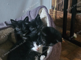 Black & White Tuxedo Kittens