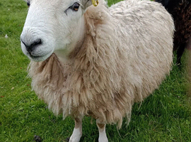 Shearling Cheviot Tup