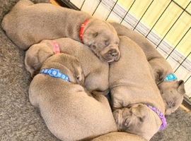 Blue staff pups kc reg