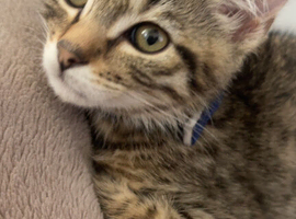Kitten looking for a new home
