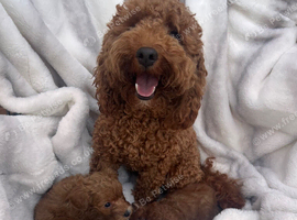 Absolutely adorable, Tiny Toy Poodles