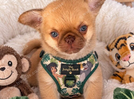 Chocolate fawn male chihuahua Thai lines