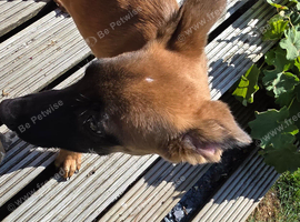Luna a mixed german