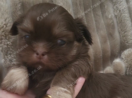 Special quality dobie Imperial shih tzu's