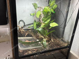 crested gecko cage for sale