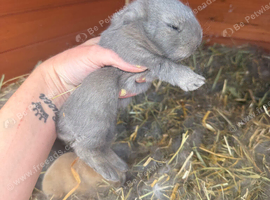 4 x Beautiful Continental Giant &times; French Lop Babies