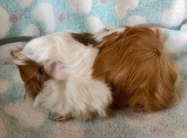 Beautiful baby longhaired guinea pigs