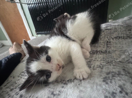 Mixed black and white kittens