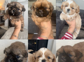 Stunning imperial shih tzu puppies