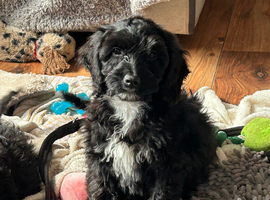 Cockapoo Girl