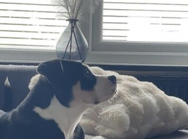 Bulldog cross Akita