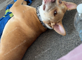 Puppy need a new home ASAP