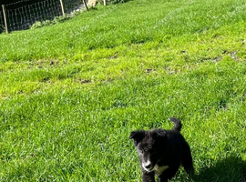 Collie pups ready to go