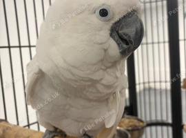 Hand Reared Stunning Umbrella Cockatoo