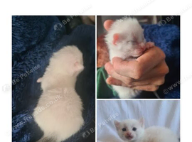 Kittens for sale