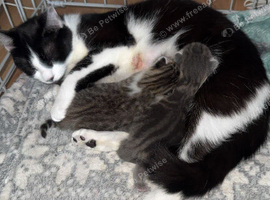 2 boy kittens