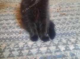 Very lovely cats