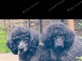 Miniature poodles