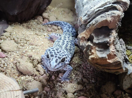 Gecko