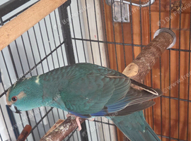 Kakariki bird for sale.