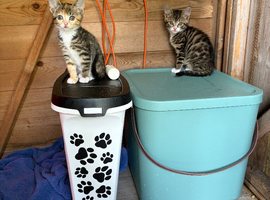 Pair of adorable, friendly kittens