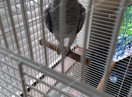 African grey male
