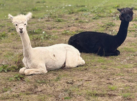 11 month old male alpacas