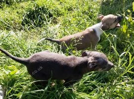 Bullurcher cross Staffy pupps
