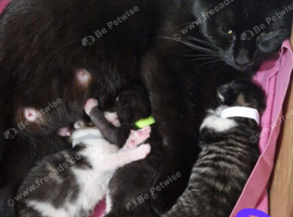 Gorgeous Kittens plus mum