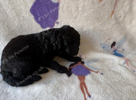 Miniature Labradoodle