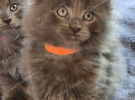 Maine coon pedigree kittens