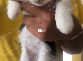 8 week old kittens