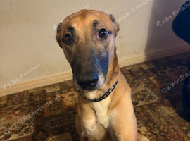 Dog needs rehoming