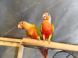 High red & Cinnamon Conures