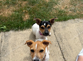 Jack Russell - Brothers