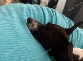 Jack russell girl