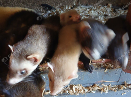Ferrets for sale