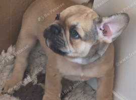 9 week old french bulldog pup