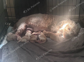 Fox Red Labrador - Cavachon mix - rare F1 Cavador