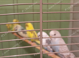 Baby budgies