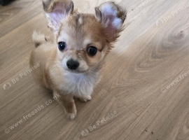 Tea cup chihuahua