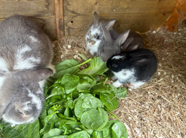 french lop-rex mixed 2for &pound;80