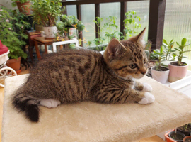 Beautiful Tabby Kittens