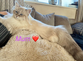 Really pretty pedigree Siberian Kittens