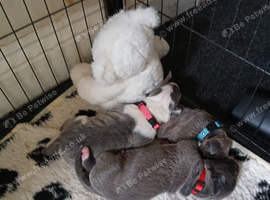 3 beautiful cane corso puppies for sale