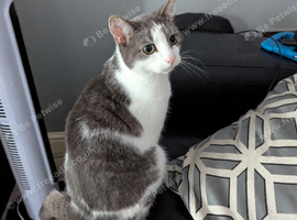 2 year old cat