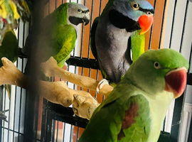 Baby Derbyan and Alexdrain Parrot